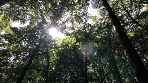 Forest 2 Stock Footage 93836141