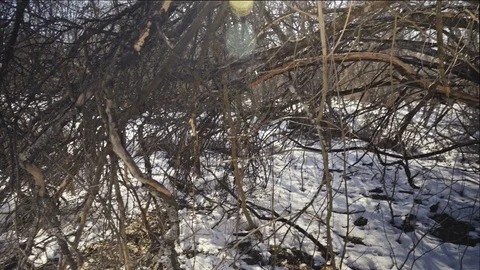 Forest 2 스톡 동영상 104506137