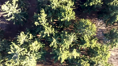 Forest 2 Stock Footage 130443495