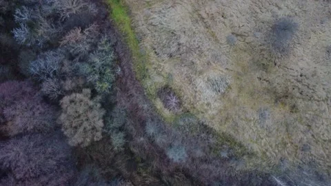 Forest 2 Stock Footage 169314588