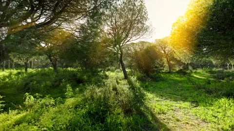 FOREST 2 Stock Footage 275340761