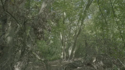 FOREST 2 Stock Footage 306409361