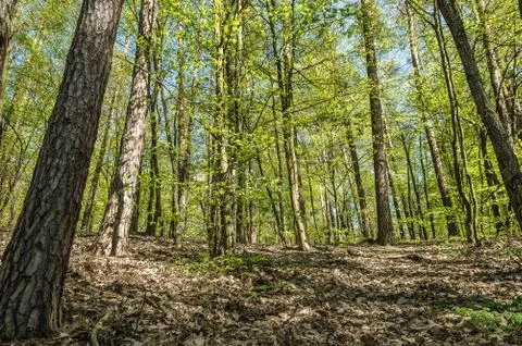 Forest 2 Stock Photos