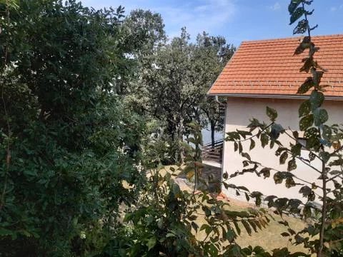 Forest 2 Stock Photos