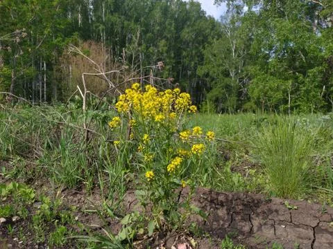 Forest 2. Stock Photos