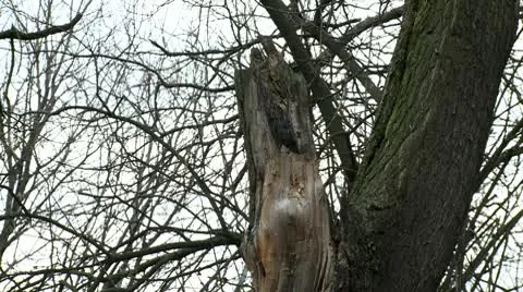 Forest 20 broken branches Stock Footage 10678497