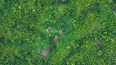 FOREST 20 Stock Footage 297732205