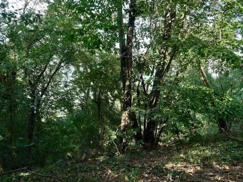 Forest 20 Stock Photos