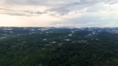 FOREST 21 Stock Footage 297732217