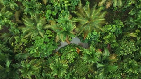 FOREST 22 Stock-Footage 297732344