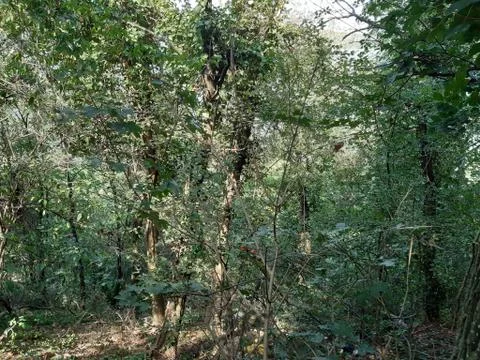 Forest 22 Stock Photos