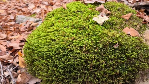 Forest 22 uhd Stock Footage 220039374