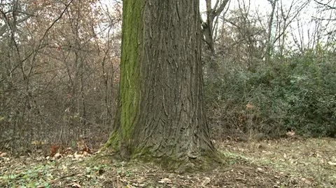 Forest 23 Stock Footage 10678467