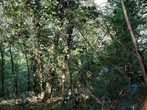Forest 23 Stock Photos
