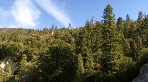 The Forest 24 - HD Stock Footage