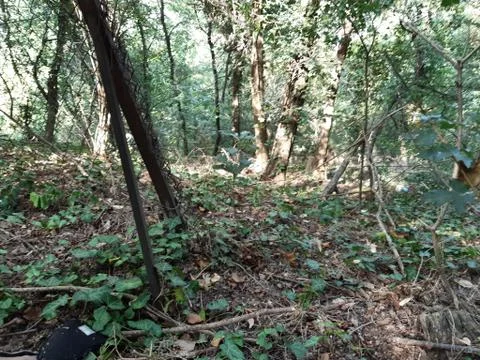 Forest 24 Stock Photos