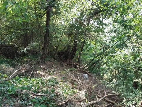 Forest 25 스톡 사진