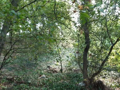 Forest 26 Stock Photos
