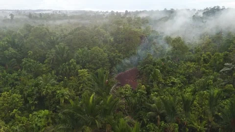 FOREST 27 Stock Footage 297732795