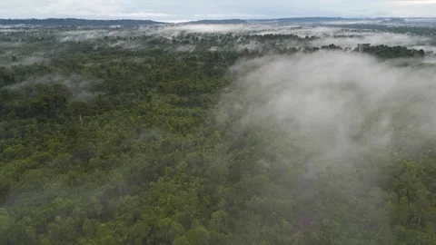 FOREST 28 Stock Footage 297732545