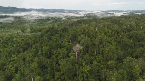 FOREST 29 Stock Footage 297732637