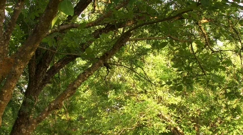 The Forest 29 - HD Stock Footage 133970