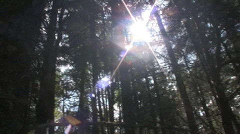 Forest 3 Stock-Footage 506783