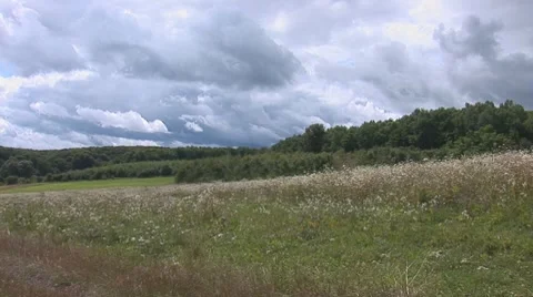 Forest 3 Stock Footage 8156446