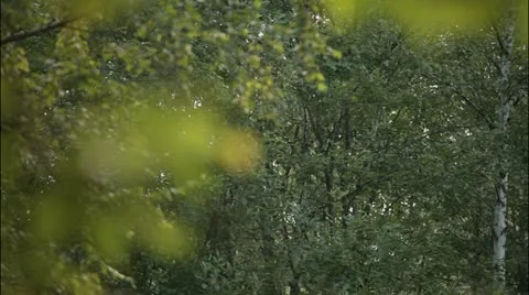 Forest 3 Stock Footage 20514726