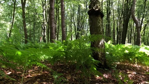 Forest 3 Stock Footage 93836145