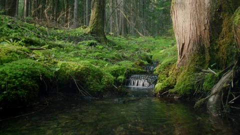 Forest 3 動画素材 262021452