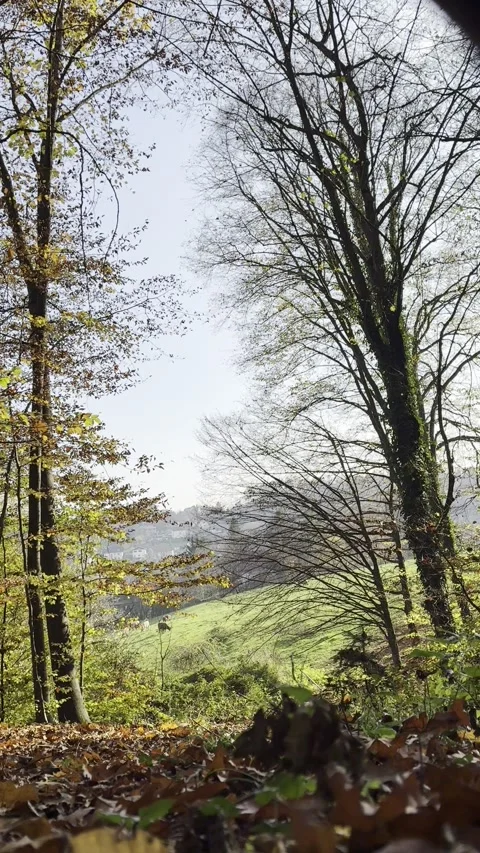 Forest 3 Stock Footage 290123707