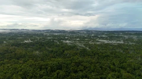 FOREST 3 Stock Footage 297736502