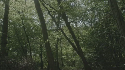 FOREST 3 Video stock 306409409