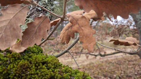 Forest 3 hd Stock Footage 220039461
