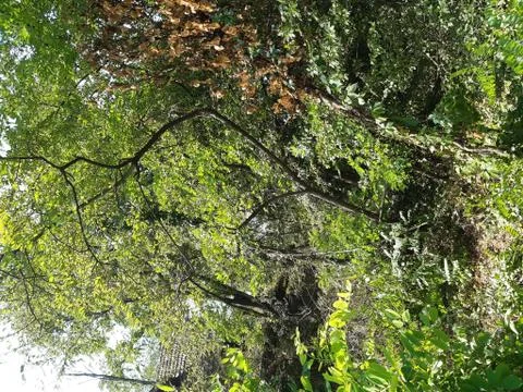 Forest 3 Stock Photos