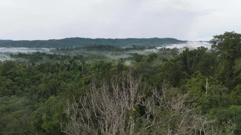 FOREST 30 Stock Footage 297732570