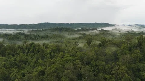 FOREST 31 Stock Footage 297732616