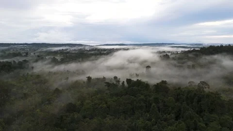 FOREST 32 Stock Footage 297732764