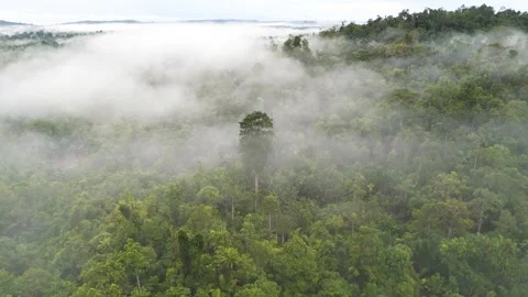 FOREST 33 Stock Footage 297732797