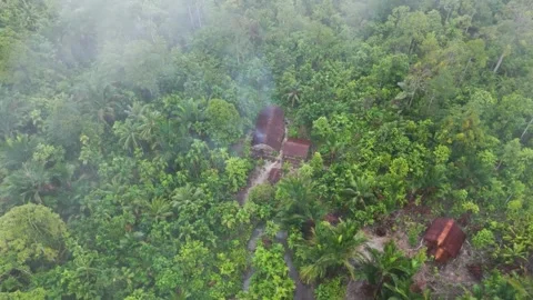 FOREST 34 Stock Footage 297732807