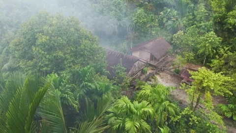 FOREST 35 Stock Footage 297732849