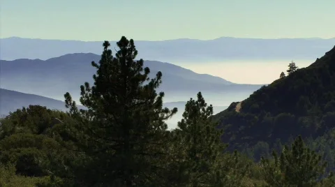 The Forest 35 - HD Stock Footage 133987