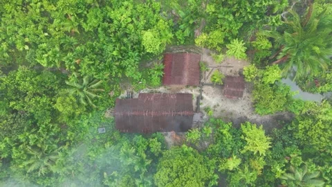 FOREST 36 Stock-Footage 297732895