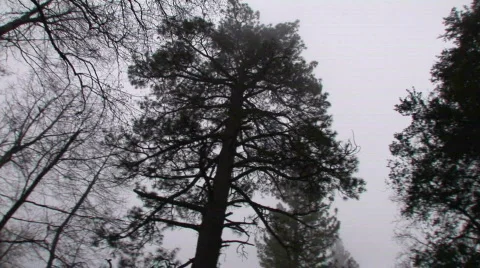 Forest 360 PAN- Deep in the Angeles National Forest 動画素材 109065