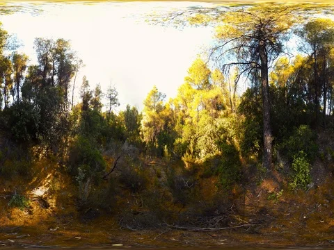 Forest 360 video Stock Footage