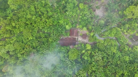 FOREST 37 Stock Footage 297732981