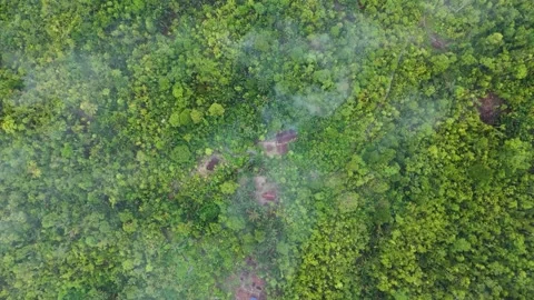 FOREST 38 Stock-Footage 297732912