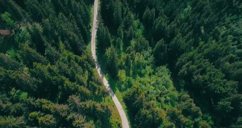Forest 4 Aerial View Stock Footage 155939719