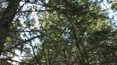 Forest 4 Stock Footage 506780